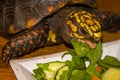 Close-up of a red-footed tortoise eating spinach from a plate.